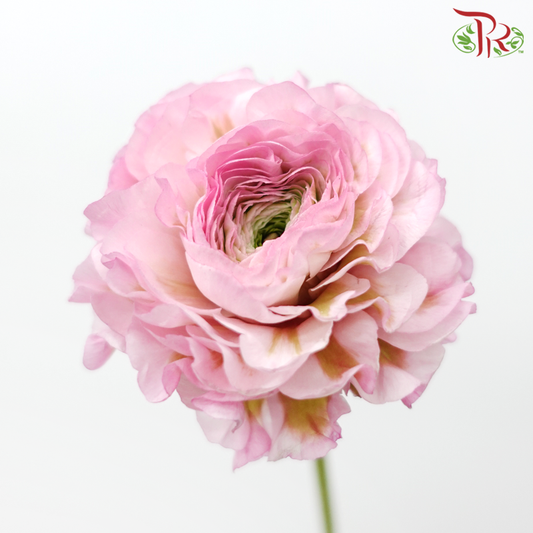 Ranunculus Pon Pon - Tone Green With Pink (Per Bunch)-Tone Green With Pink-China-prflorist.com.my