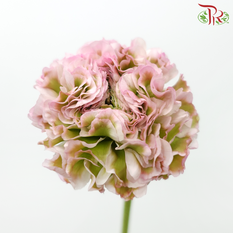 Ranunculus Pon Pon - Tone Green With Pink (Per Bunch)-Tone Green With Pink-China-prflorist.com.my