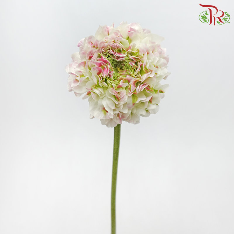 Ranunculus Pon Pon - Tone Green With Pink (Per Bunch)-Tone Green With Pink-China-prflorist.com.my
