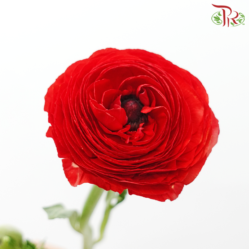 Ranunculus - Red (10 Stems) *Small Bud ***Fragile-Red-China-prflorist.com.my