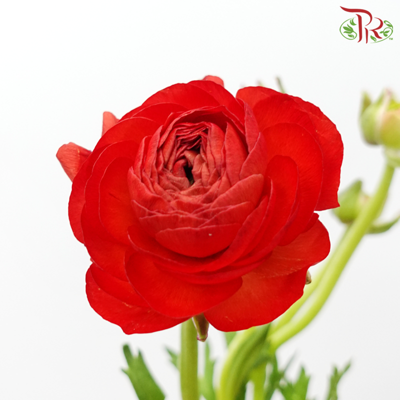 Ranunculus - Red (10 Stems) *Small Bud ***Fragile-Red-China-prflorist.com.my