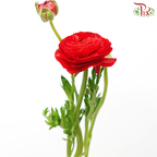 Ranunculus - Red (10 Stems) *Small Bud ***Fragile-Red-China-prflorist.com.my
