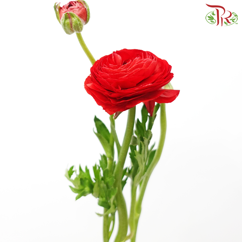 Ranunculus - Red (10 Stems) *Small Bud ***Fragile-Red-China-prflorist.com.my