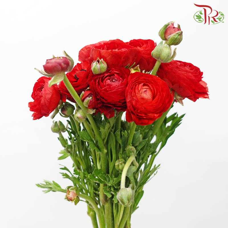 Ranunculus - Red (10 Stems) *Small Bud ***Fragile-Red-China-prflorist.com.my