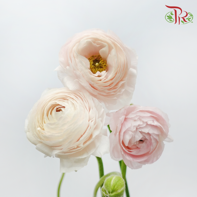 Ranunculus - Shade of Pink (10 Stems) *Small Bud ***Fragile-Pink-China-prflorist.com.my