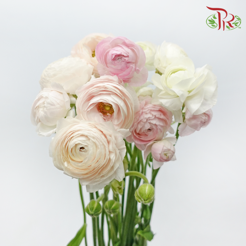 Ranunculus - Shade of Pink (10 Stems) *Small Bud ***Fragile-Pink-China-prflorist.com.my