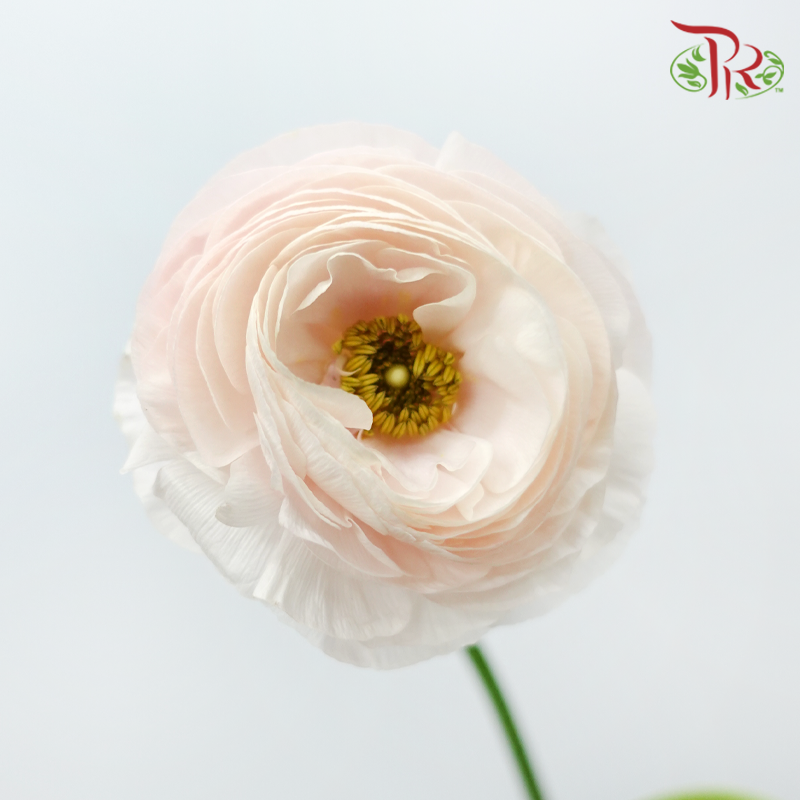 Ranunculus - Shade of Pink (10 Stems) *Small Bud ***Fragile-Pink-China-prflorist.com.my