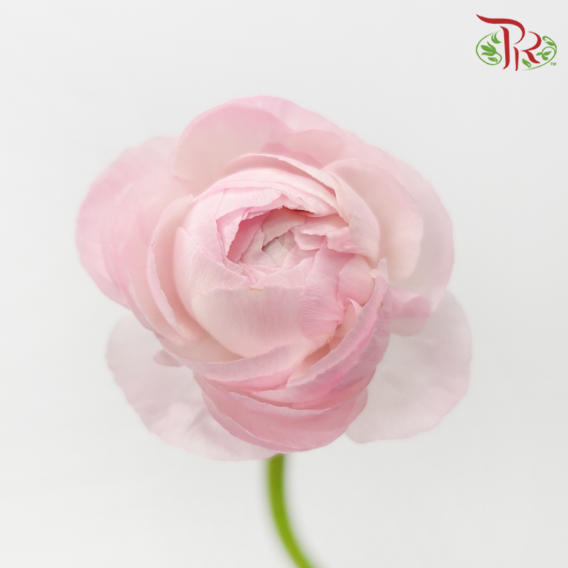 Ranunculus - Shade of Pink (10 Stems) *Small Bud ***Fragile-Pink-China-prflorist.com.my