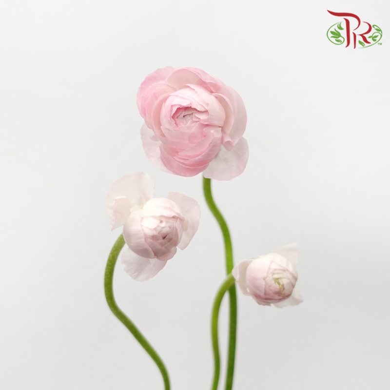 Ranunculus - Shade of Pink (10 Stems) *Small Bud ***Fragile-Pink-China-prflorist.com.my