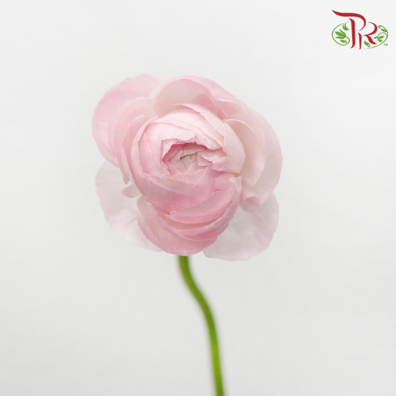 Ranunculus - Shade of Pink (10 Stems) *Small Bud ***Fragile-Pink-China-prflorist.com.my