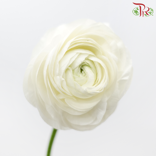 Ranunculus - White (10 Stems) ***Fragile-White-China-prflorist.com.my