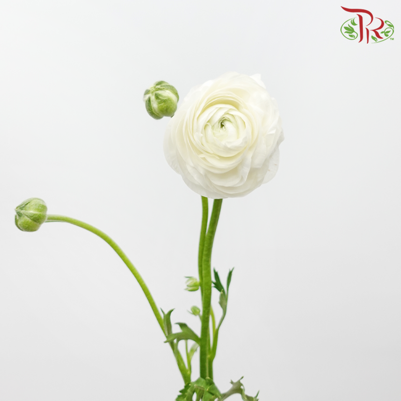 Ranunculus - White (10 Stems) ***Fragile-White-China-prflorist.com.my