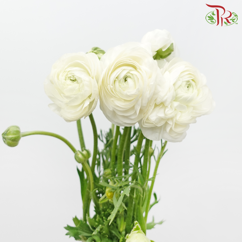 Ranunculus - White (10 Stems) ***Fragile-White-China-prflorist.com.my