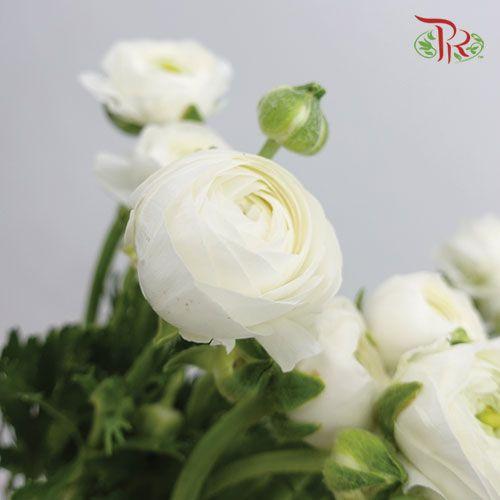 Ranunculus - White (5 Stems)-White-Netherland-prflorist.com.my
