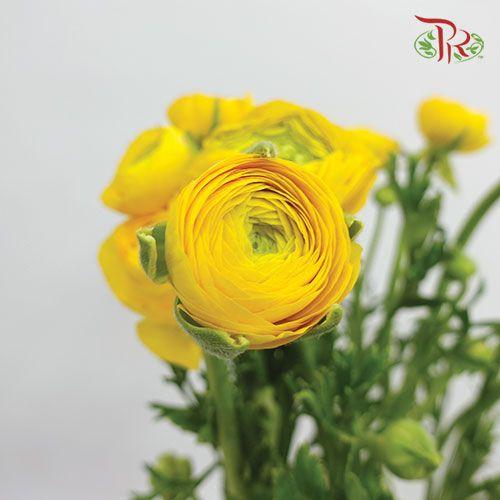 Ranunculus - Yellow (Per Bunch)*Small Bud ***Fragile-Yellow-China-prflorist.com.my