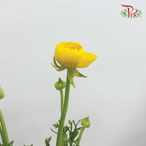 Ranunculus - Yellow (Per Bunch)*Small Bud ***Fragile-Yellow-China-prflorist.com.my