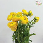 Ranunculus - Yellow (Per Bunch)*Small Bud ***Fragile-Yellow-China-prflorist.com.my