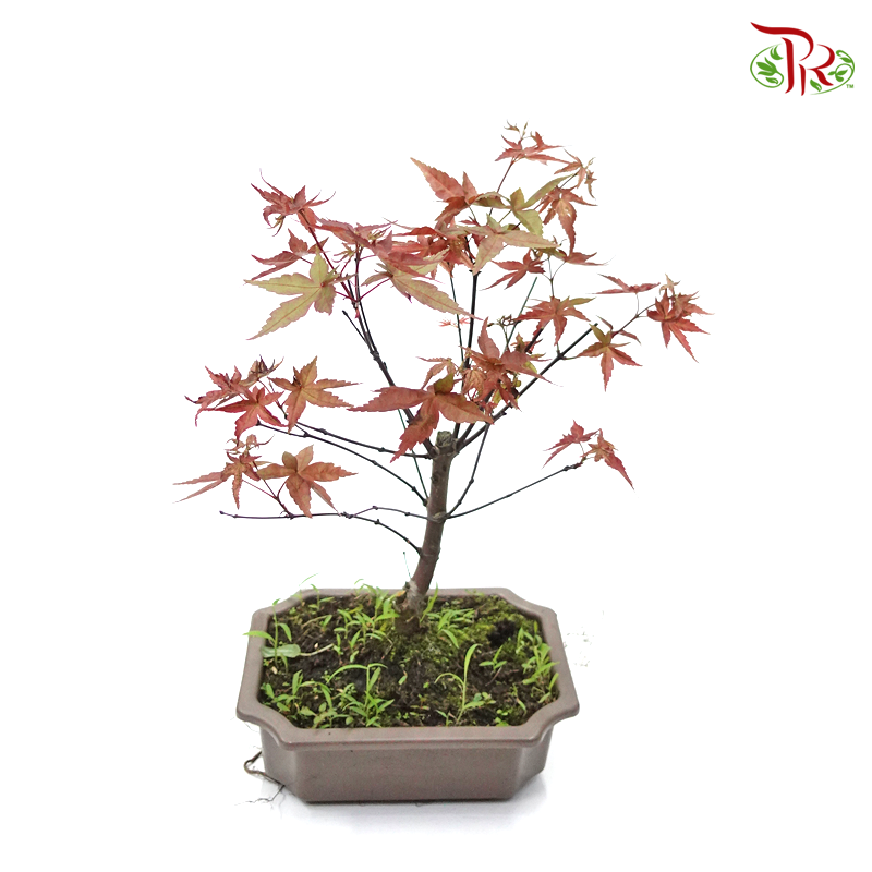 Red Maple Tree 《枫树》-Pudu Ria Florist-prflorist.com.my