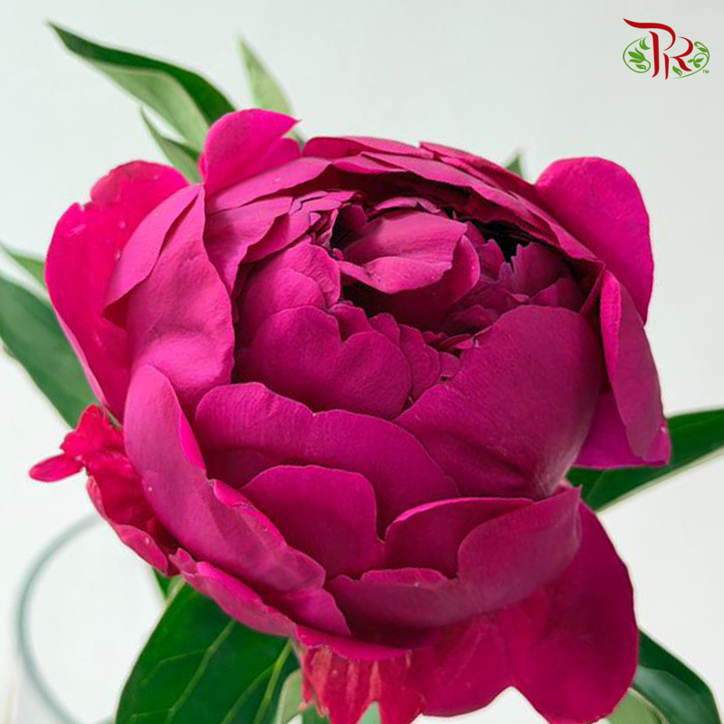 Peony - Red Paul (5 Stems) (Small / Medium Head) **Fragile**