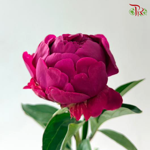 Peony - Red Paul (5 Stems)*Small / Medium Bud ****FRAGILE