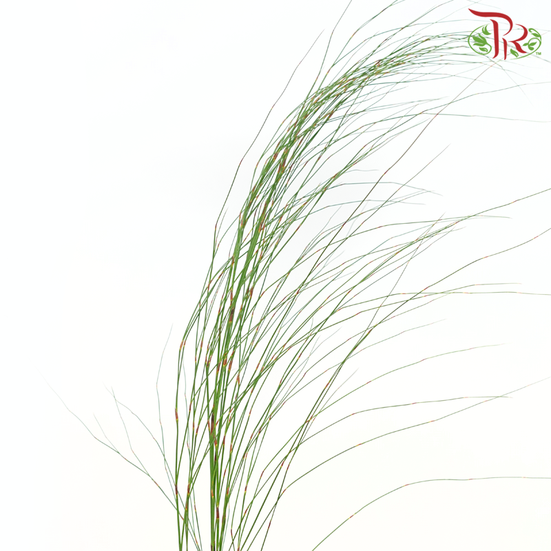 Rekoala (Per Bunch)-Africa-prflorist.com.my