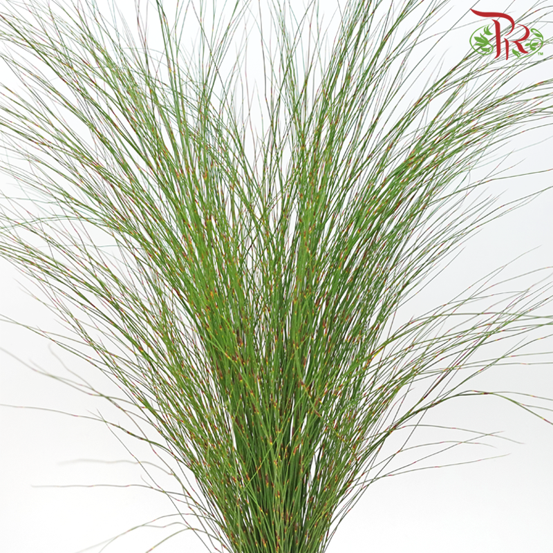 Rekoala (Per Bunch)-Africa-prflorist.com.my