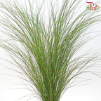 Rekoala (Per Bunch)-Africa-prflorist.com.my