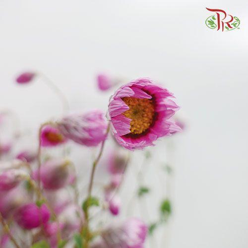 Rhodanthe - Pink (Per Bunch)-Purple-China-prflorist.com.my