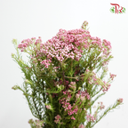 Rice Flower - Pink (Per Bunch)-Pink-China-prflorist.com.my