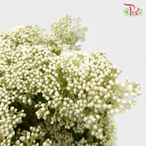 Rice Flower - White (Per Bunch)-White-China-prflorist.com.my