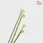 Rice Flower - White (Per Bunch)-White-China-prflorist.com.my