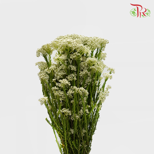 Rice Flower - White (Per Bunch)-White-China-prflorist.com.my