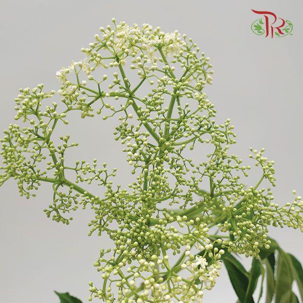 Rice Flower - White (Per Bunch)-White-Malaysia-prflorist.com.my