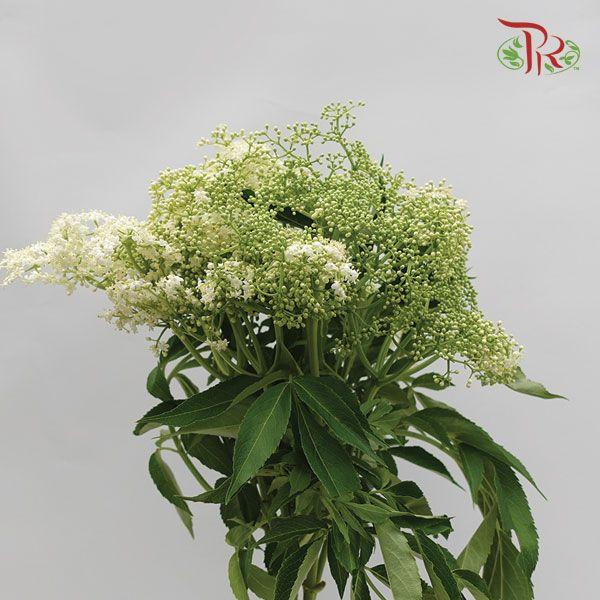 Rice Flower - White (Per Bunch)-White-Malaysia-prflorist.com.my