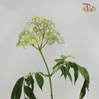 Rice Flower - White (Per Bunch)-White-Malaysia-prflorist.com.my