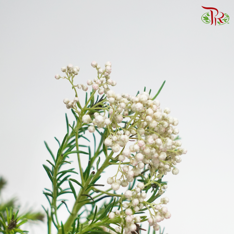 Rice Flower - White & Pink (Per Bunch)-White-China-prflorist.com.my