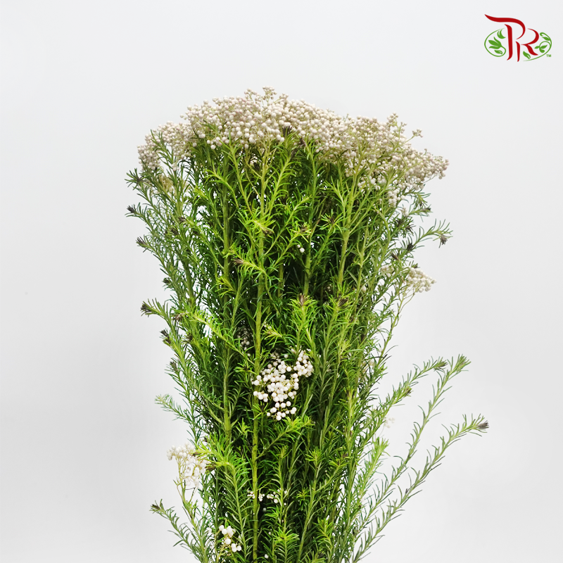 Rice Flower - White & Pink (Per Bunch)-White-China-prflorist.com.my