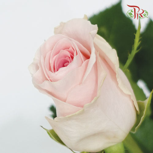 Rose (50cm) - Candy Girl (10 Stems)-Pink-Kenya-prflorist.com.my