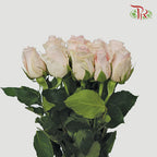Rose (50cm) - Candy Girl (10 Stems)-Pink-Kenya-prflorist.com.my