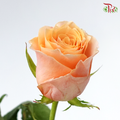 Rose (50cm) - Carpe Diem (10 Stems)-Orange-Kenya-prflorist.com.my