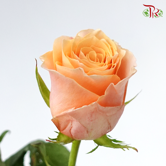 Rose (50cm) - Carpe Diem (10 Stems)-Orange-Kenya-prflorist.com.my