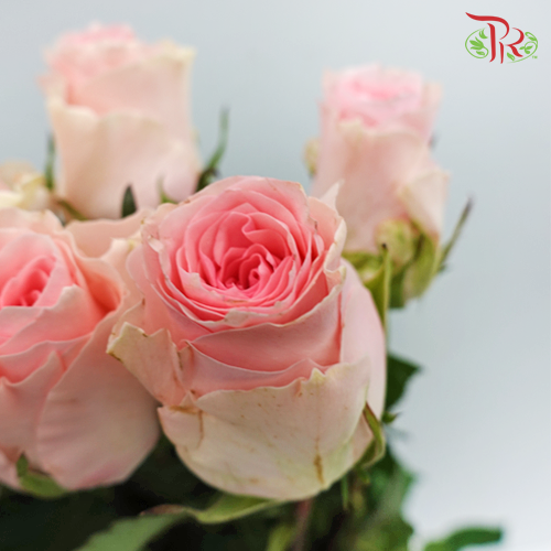 Rose (50cm) - Duchess (10 Stems)-Pink-Kenya-prflorist.com.my