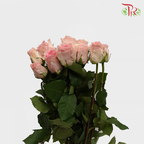 Rose (50cm) - Duchess (10 Stems)-Pink-Kenya-prflorist.com.my