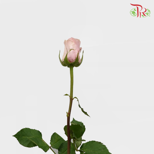 Rose (50cm) - Duchess (10 Stems)-Pink-Kenya-prflorist.com.my