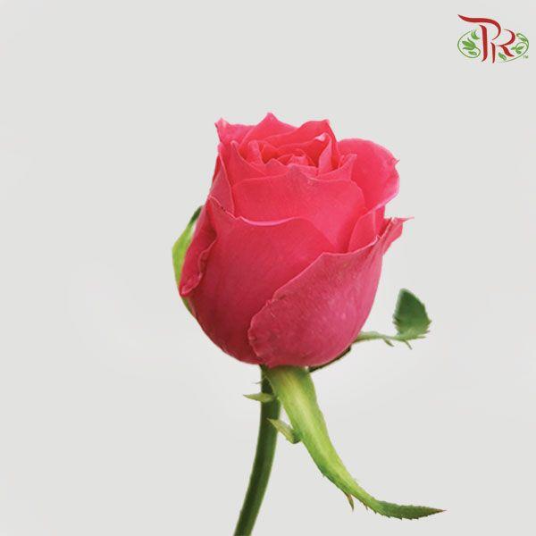 Rose (50cm) - Fairy Tale (10 Stems)-Pink-Kenya-prflorist.com.my