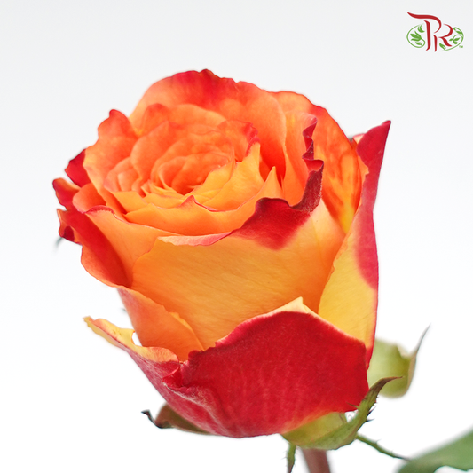 Rose (50cm) - Fire (10 Stems)-Red-Kenya-prflorist.com.my