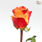 Rose (50cm) - Fire (10 Stems)-Red-Kenya-prflorist.com.my
