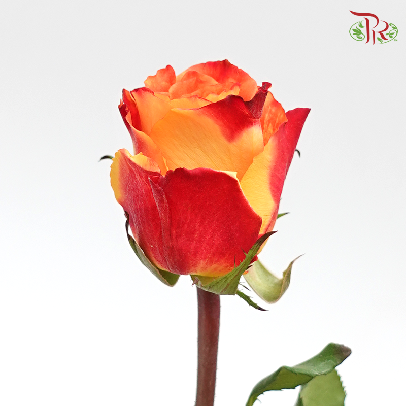 Rose (50cm) - Fire (10 Stems)-Red-Kenya-prflorist.com.my