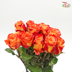 Rose (50cm) - Fire (10 Stems)-Red-Kenya-prflorist.com.my