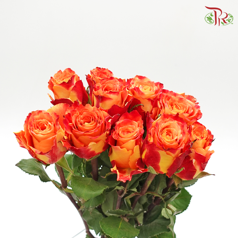 Rose (50cm) - Fire (10 Stems)-Red-Kenya-prflorist.com.my